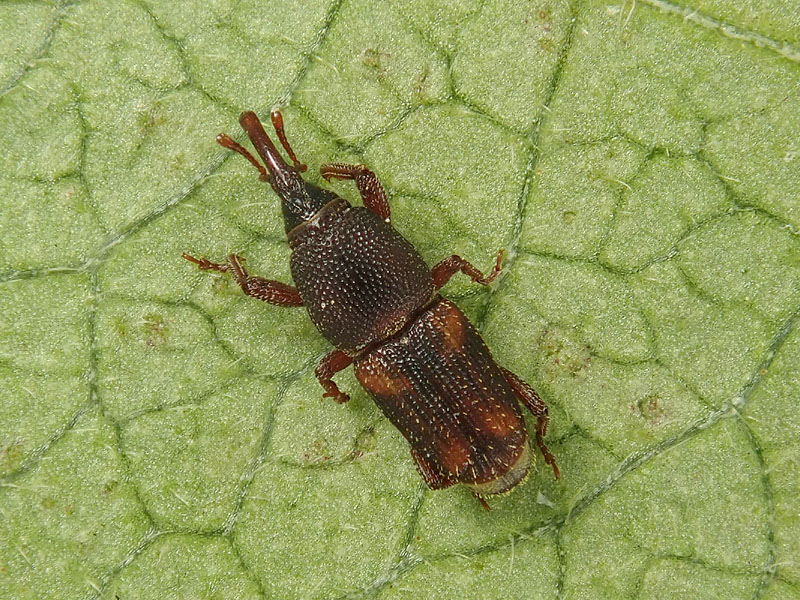 Curculionidae: Sitophilus oryzae?